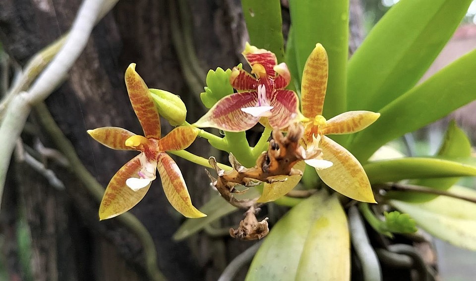 Orchids