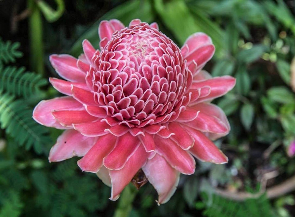 Red flower